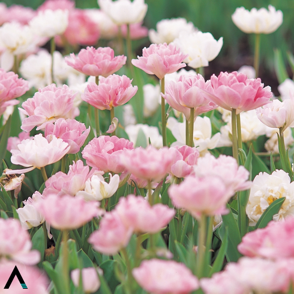 air blooms